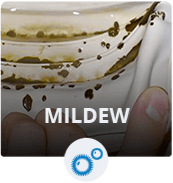 Mildew