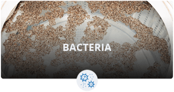 Bacteria